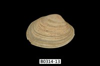 藏品(海瓜子簾蛤)的圖片